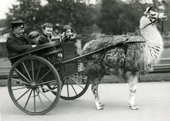 Promenade en charrette à lama avec gardien et enfants au zoo de Londres, mai 1914